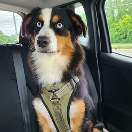 Australian Shepherds, Miniature Australian Shepherds, and Toy Australian Shepherds from Hippie Dog Haven