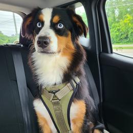 Australian Shepherds, Miniature Australian Shepherds, and Toy Australian Shepherds from Hippie Dog Haven