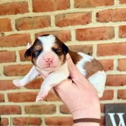 Everest - Sable female Bernedoodle puppy in Denver, Pennsylvania from Greenview Puppies