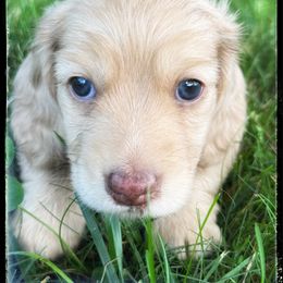 Hero - Cream male Dachshund puppy in Albany, Wisconsin from Deglow’s Doxies