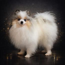 Paris - Blue merle female Pomeranian puppy in Fultonville, New York from Sandy Aussies, Mini Dachshunds & Pomeranians