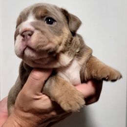 Boy 4 - Bulldog puppy in Newark Valley, New York from T&M Bulldogs