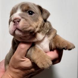 Boy 4 - Bulldog puppy in Newark Valley, New York from T&M Bulldogs