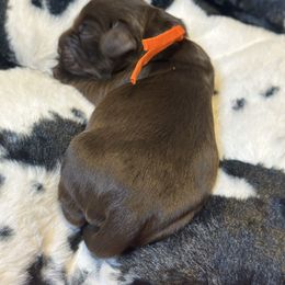 Charlie - Brown male Cockapoo puppy in Lake Tansi, Tennessee from Davis cockapoos