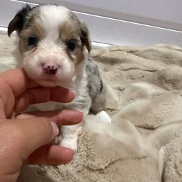 Bearry - Blue merle and white female American Corgi puppy in Decatur, Texas from Bar S Corgis