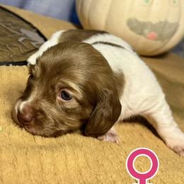 Peyton - Piebald female Dachshund puppy in Springfield, Oregon from Storybook Dachshunds