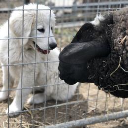 Australian Shepherd and Maremma Sheepdog Puppies from Wild R Australian Shepherds