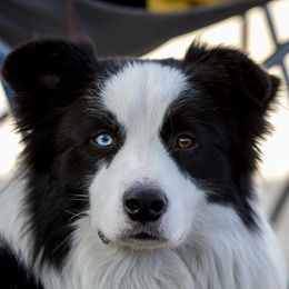 Jagger - Border Collie