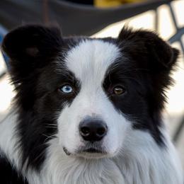 Jagger - Border Collie