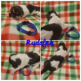 AKC Boy 2 Rudolph - Black brown and white Basset Hound puppy in Carleton, Michigan from Floppy Ears Farm