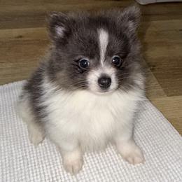 Echo - Blue parti male Pomeranian puppy in Lanett, Alabama from H.P.P