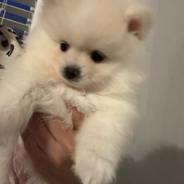 Biscotti - Cream male Pomeranian puppy in Haines City, Florida from My Baby Poms