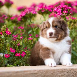 Australian Shepherd Puppies from River Reign Australian Shepherds