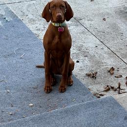 Vizsla Puppies from Legacy Vizslas - Zionsville, Indiana