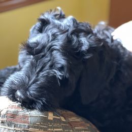 Black Russian Terriers from Gentle Beast