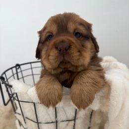 Sweet potato - Fawn male Companion Cross puppy in Hugo, Oklahoma from Mini hippo land