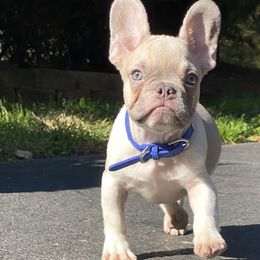 Boy 1 - Tricolors French Bulldog puppy in New Jersey from Couture_frenchies