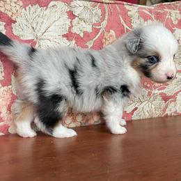 Smigg - Blue merle female Australian Shepherd puppy in Martha’s Vineyard, Massachusetts from Cranberry Hill Aussies