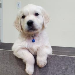 Golden Retriever Puppies from Eagle River Golden Retriever Farm