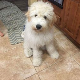 Goldendoodle and Poodle Puppies from Bass Creek Doodles