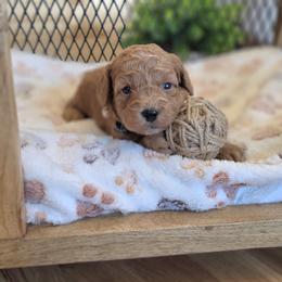 F1B Meet Pippin :) - Red male Cavapoo puppy in Centerville, Iowa from Barnyard Dachshunds, Dals & Doodles