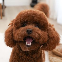 Poodles from bemi_toys