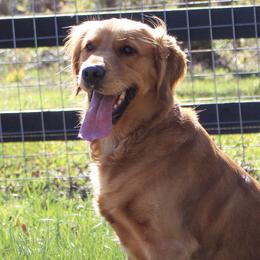 Ruby - Golden Retriever