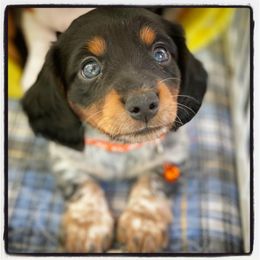 Dachshund Puppies from Gypsy Miniature Dachshunds