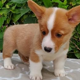 Pembroke Welsh Corgi Puppies from Gingerbread