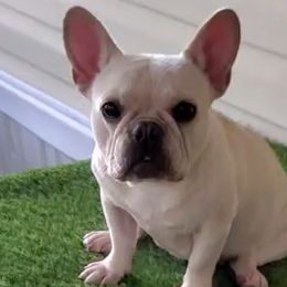 French Bulldogs from Rolon Frenchies
