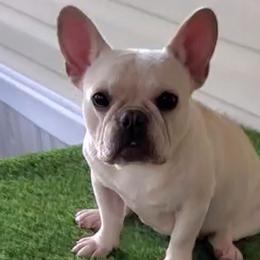 French Bulldogs from Rolon Frenchies