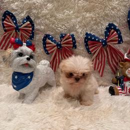 Brook - Liver male Shih Tzu puppy in Success, Missouri from Sweet Success