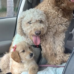 Boo - Goldendoodle