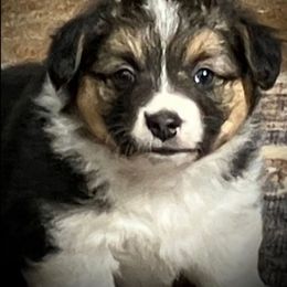 Rhonda - Black and tan Pembroke Welsh Corgi puppy in Clarksdale, Missouri from Conley Pembroke Welsh Corgis