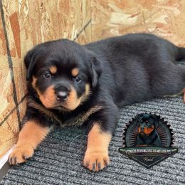 Rottweiler Puppies from Von Der Hing Rottweilers