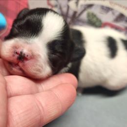 Boy 1 - Black and white male Companion Cross puppy in Davenport, Washington from Lovely Ladies and Little Asses Miniature Equines (L3A Pomeranians & Papillons)