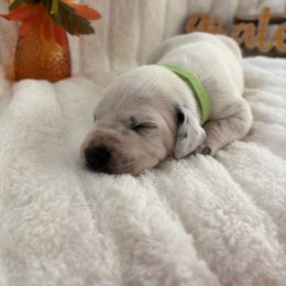 Anne Bonnie - White and black female Dalmatian puppy in Chehalis, Washington from Dalmatian Vacation