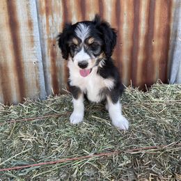 Boy 4 - Black tri-color Aussiedoodle puppy in Payson, Utah from The Hoppers Back 40