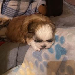 Button - Brindle male Shih Tzu puppy in Lebanon, Tennessee from Jan’s Shihtzus