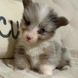 Full fluffy Emma - Blue merle and white female American Corgi puppy in Decatur, Texas from Bar S Corgis