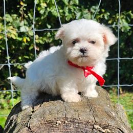 Casper - White male Maltese puppy in Utica, Ohio from Poodle Me Crazy