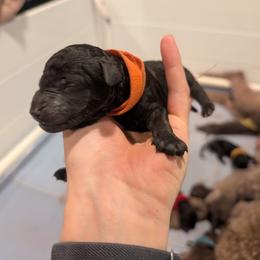 Cosmo - Black male Australian Labradoodle puppy in Sturbridge, Massachusetts from Pawlite Best Friends