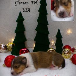 Orange Collar Sable Male - Sable and white male Collie puppy in Gleason, Tennessee from Liberty Collies