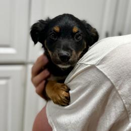 Stormy - Black tri-color female Australian Shepherd puppy in Odessa, Texas from Yucca Blossom Pups