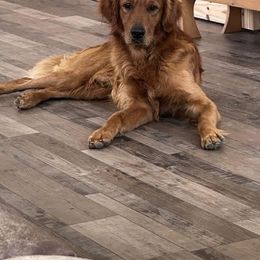 Gabe - Golden Retriever