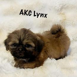 AKC Lynx - Sable male Shih Tzu puppy in Greenville, South Carolina from Babyface Shih Tzu