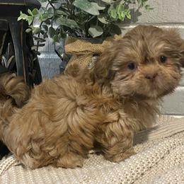 Girl 4 - Liver female Shih Tzu puppy in Lexington, North Carolina from SCS Shih Tzus