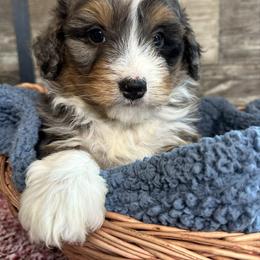 Kenny - Blue merle male Bernedoodle puppy in Camden, Michigan from FurEver Friends Finder