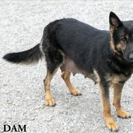 German Shepherd All Grown Up from D.S. Canine
