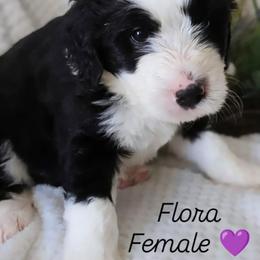 Flora - Black and white female Bernedoodle puppy in Shiloh, Georgia from Doodle Mountain